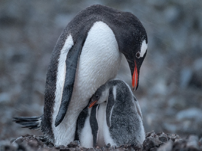 重庆哪可以代怀,重庆嘉兴试管腹水价格（明星试管生娃）